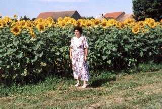 berall blhen Sonnenblumen